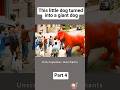This little red dog turned into a giant #reddog #giant #movierecap