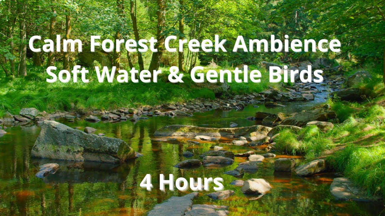 4 Hours Calm Forest Creek Ambience – Soft Water, Gentle Birds & Peaceful Nature Sounds