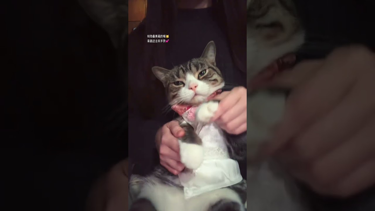 Ancient-style little cat 