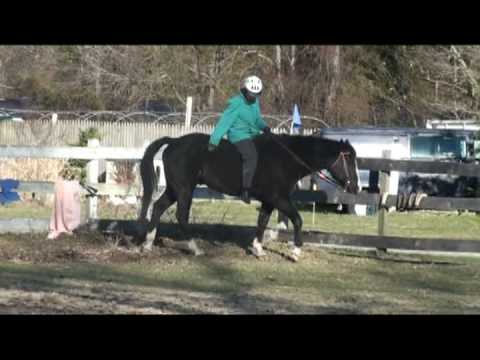 Part 1 of 2 - Black Quarter horse, Karen riding