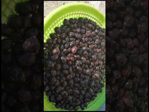 أسهل طريقة ترقيد الزيتون الأسود Shorts