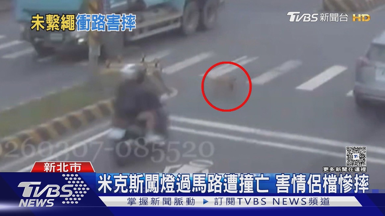 米克斯闖燈過馬路遭撞亡 害情侶檔慘摔｜TVBS新聞 @TVBSNEWS01
