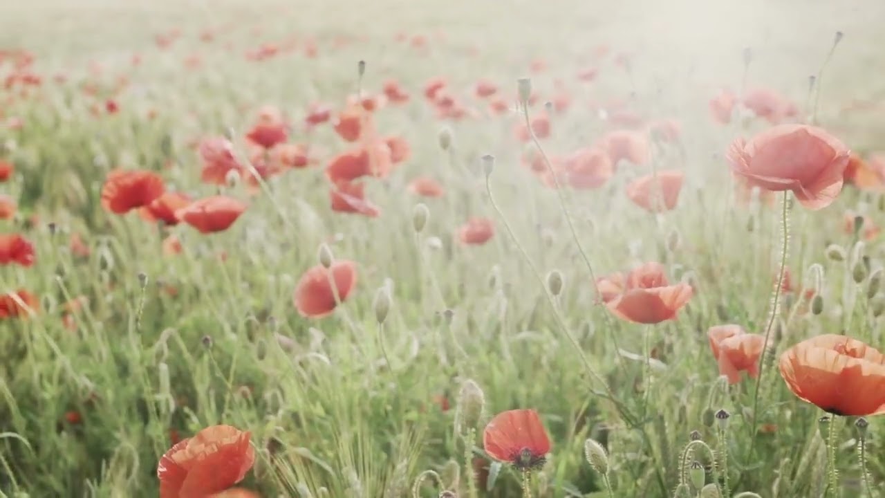 POEMA EM FRANCÊS La Tombe dit à la Rose (Victor Hugo) YouTube