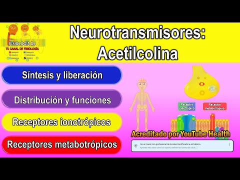Video: ¿Qué receptores median las respuestas al neurotransmisor acetilcolina?