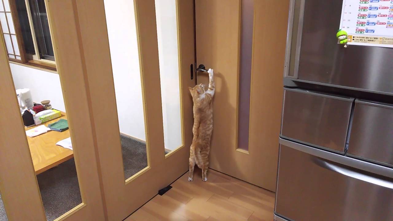 脱走する猫 脱走を防ぐ前に 脱走する猫の気持ちを知りましょう 猫の総合情報サイト ペットスマイルニュースforネコちゃん