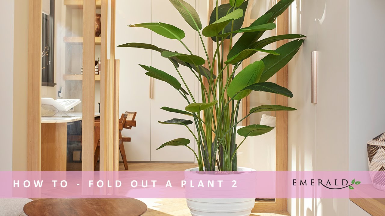 philodendron scan micans Philodendron Micans Albo/Pink Variegated (wk19-C) main image 1