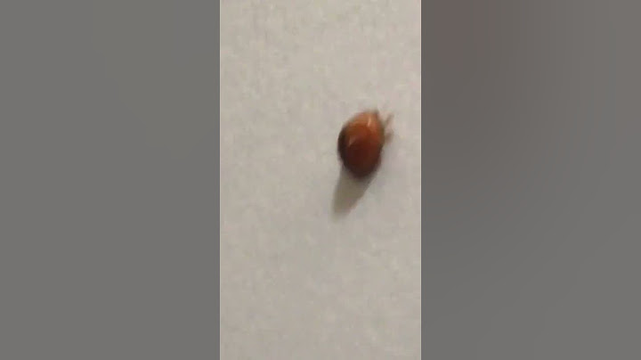 瓢蟲🐞