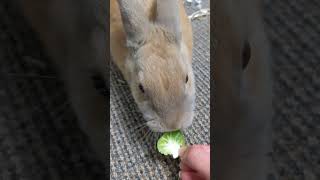 Jingles trying Brussel Sprouts