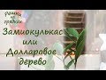 5 причин посадить Замиокулькас Отличный подарок Долларовое дерево