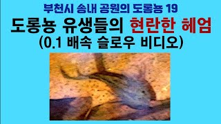 부천시 송내 공원의 도롱뇽 19. 도롱뇽 유생들의 현란한 헤엄 (0.1 배속 슬로우 비디오); Korean salamander 19. Dazzling swim of tadpoles by 이덕하의 진화심리학 20 views 2 weeks ago 33 minutes