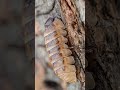 Jelly Bean Isopod #animalfacts #nature #wildlife #isopods #pillbug #bugs #crustacean #jellybean
