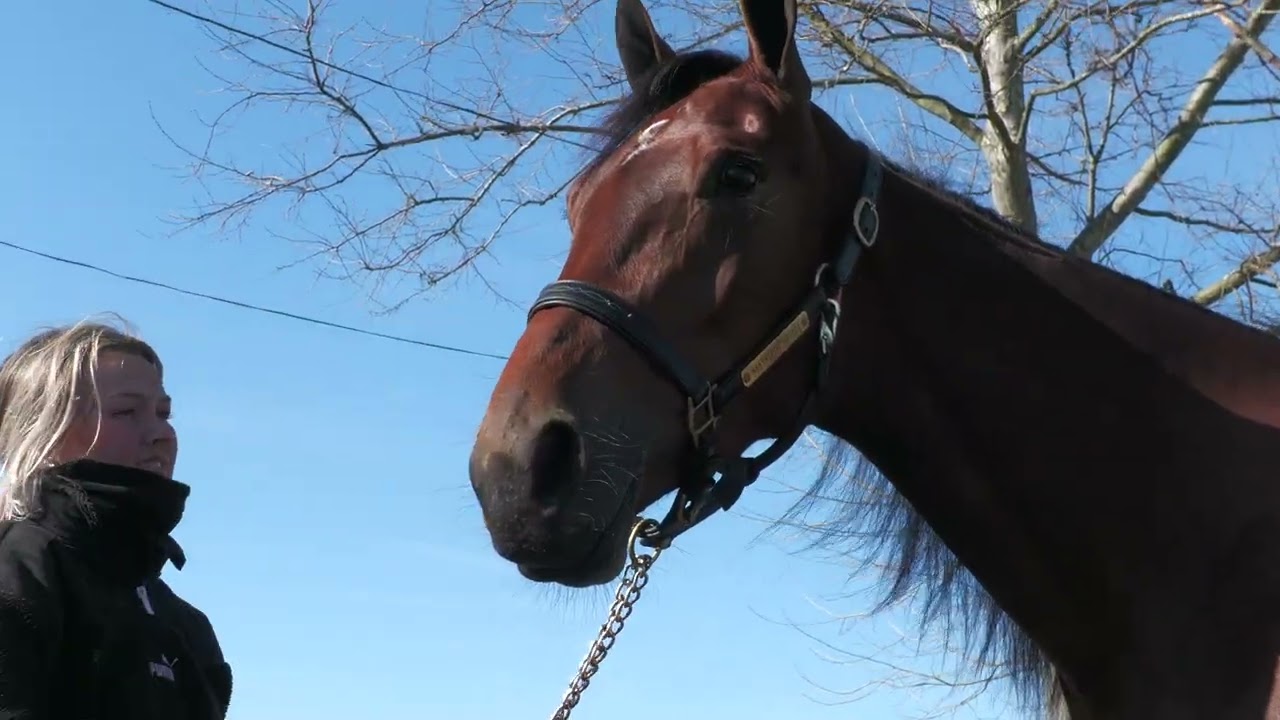 2023 -- USTrotting Contenders -- Svanstedt Stables