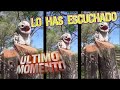 Pájaro fantasma que canta como LAMENTO HUMANO