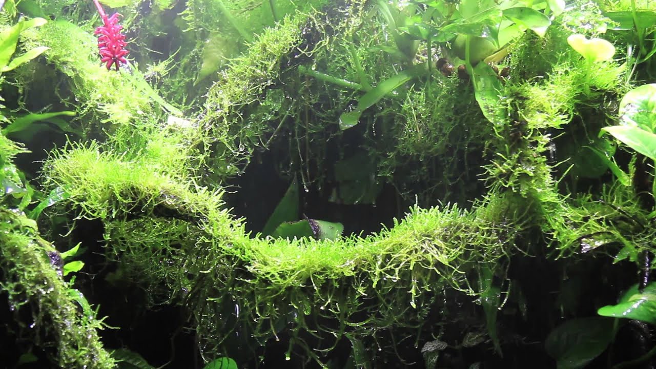 Paludarium