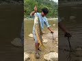Golden Mahseer 10kg🐟🎣