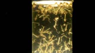 Larvas de Mosquito Culex Pipiens