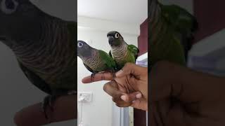 green cheeked conure adult pair 💚✨