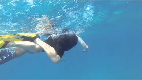 Schnorcheln im roten Meer mit Delfinen