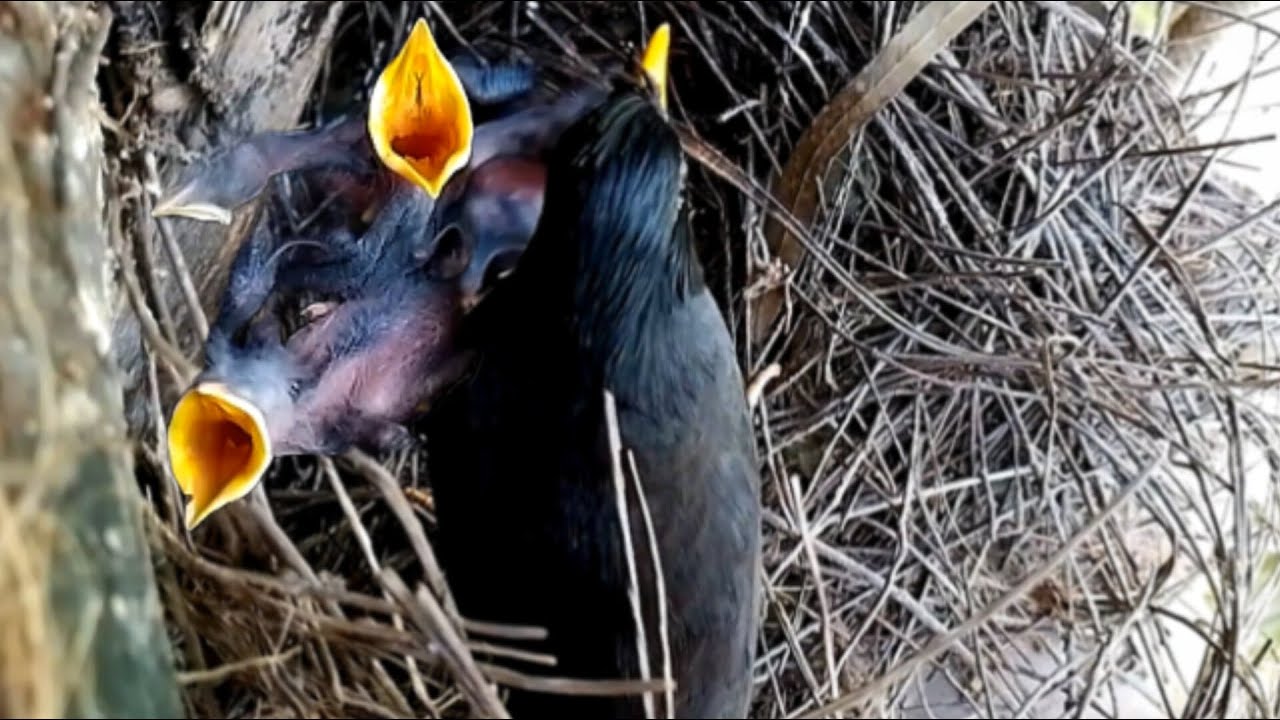 Great myna bird runs into the nest to feed the baby - YouTube