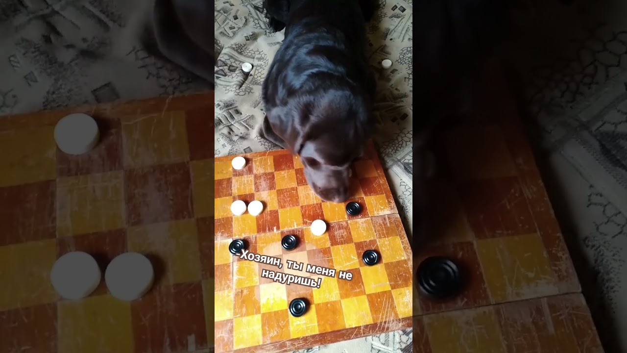 лабрадор играет в шашки😂