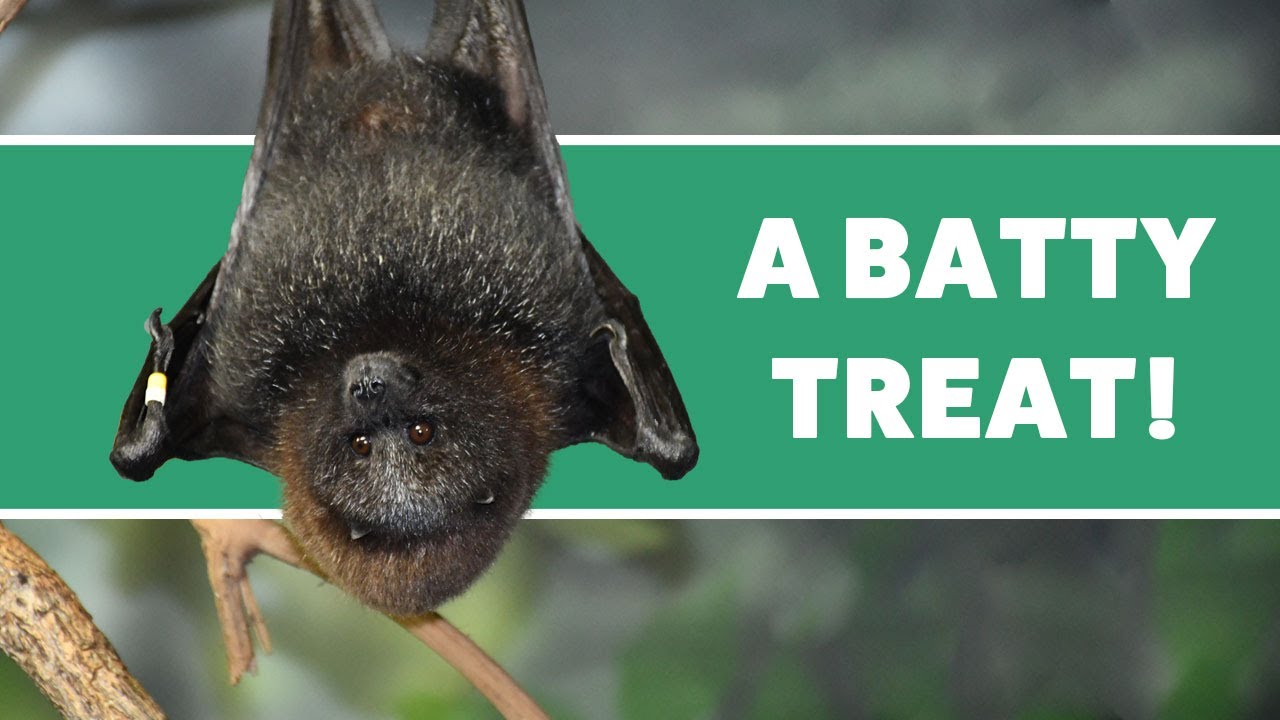 Holiday Enrichment for the Rodrigues Fruit Bats YouTube