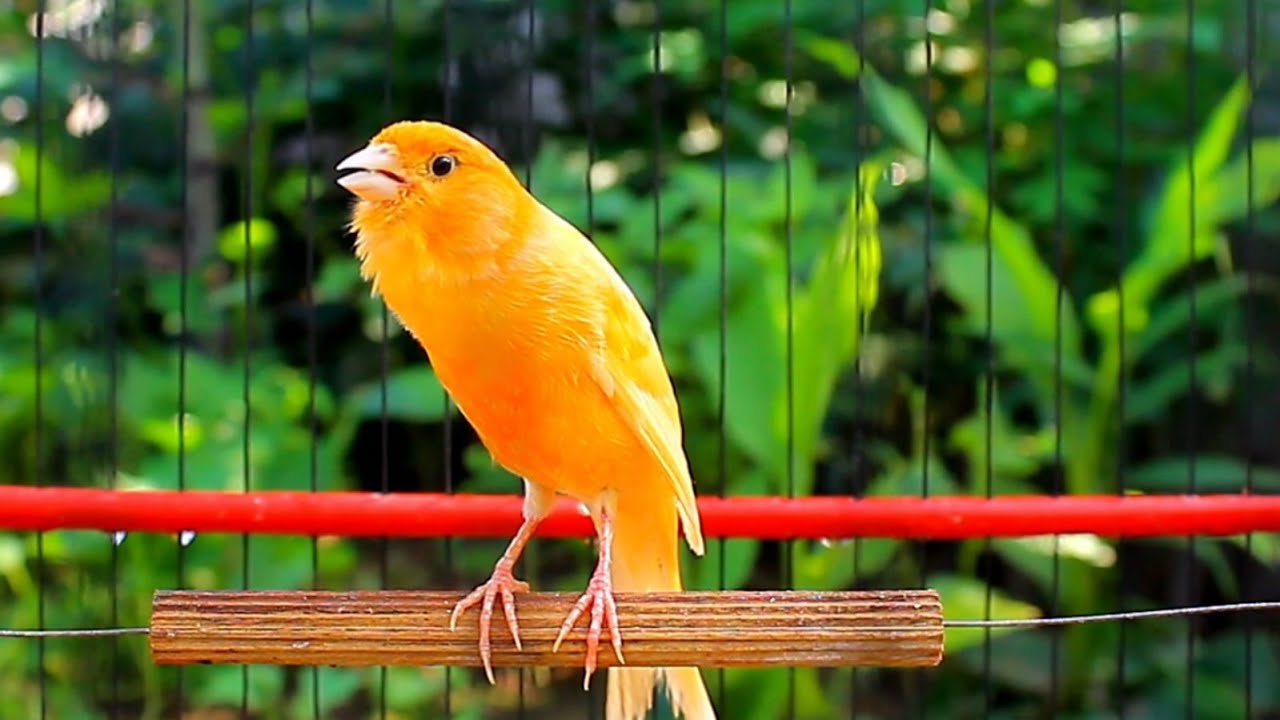 Isso é Incrível! Canário Belga Cantando Mais Alto Que Nunca!