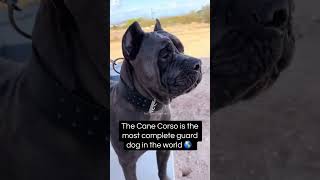 The Cane Corso is the most complete guard dog in the world 🌎 Collar by @Pet Colony USA® #canecorso