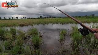 Rezeki Gak Kemana Nekad Mancing Nila Liar Di Saat Cuaca Buruk