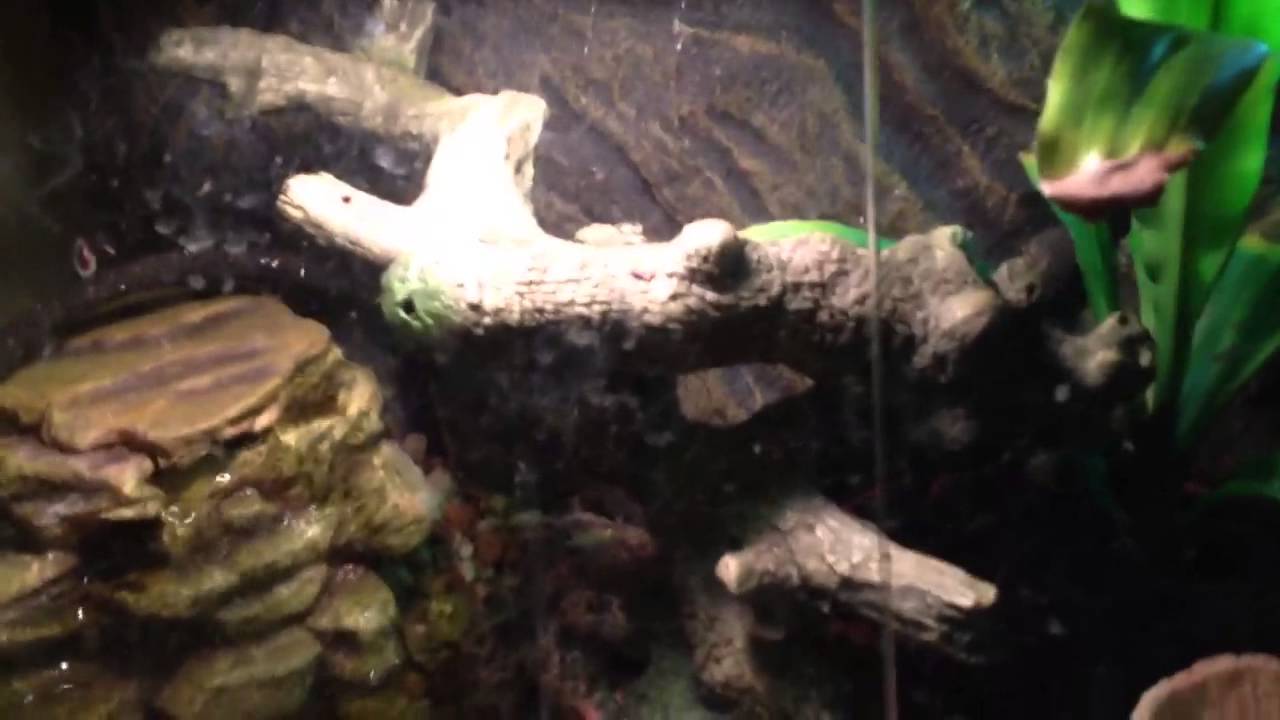 Full Reptile Collection/ Reptile Room!!! - YouTube