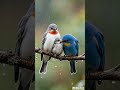 “A Mother Bird’s Love in Heavy Rain: Two Birds Protect Their Babies” 🌧️🐦💖#birds #shorts #ai