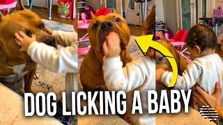 Dog Licking a Baby While Mom Holds It and Dad Films