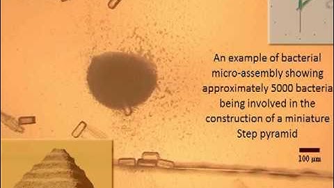 Swarm of Bacteria Builds Tiny Pyramid