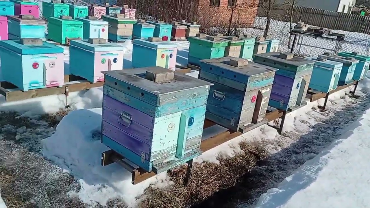 Конец зимовки.Вынес пчел.Есть потери.