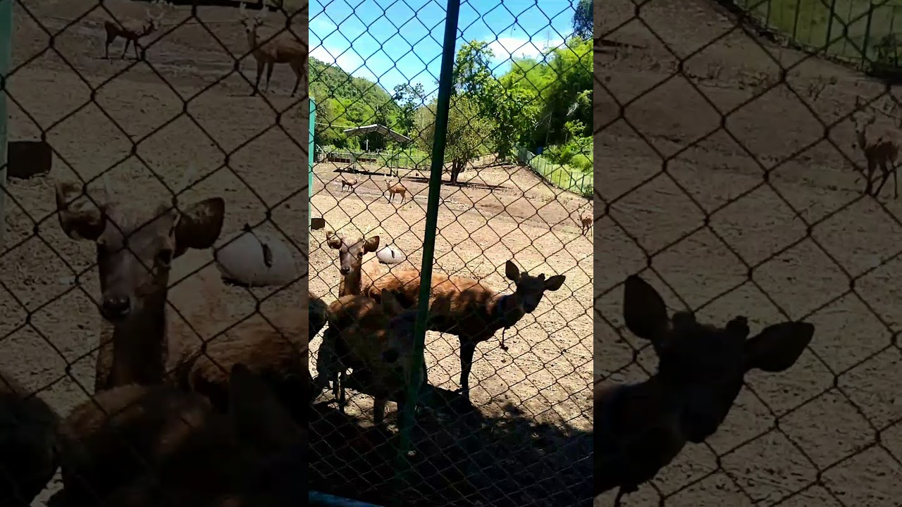 Rusa Di Gunung Tunak. - YouTube