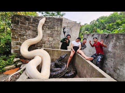 Experts bravely captured a giant white python in an abandoned house.