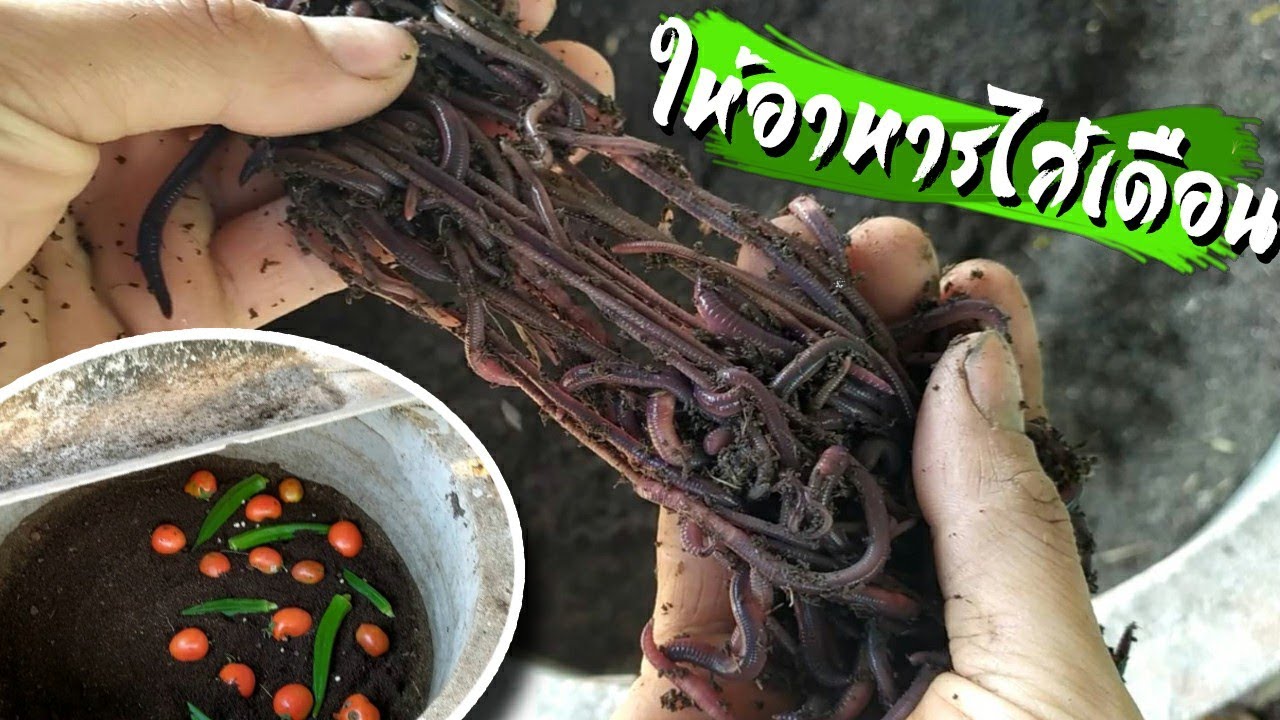 วิธีการให้อาหารไส้เดือนของผม กินเยอะมาก พันธุ์ AF [ Green Earth ]