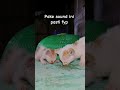 nanti pasti fyp