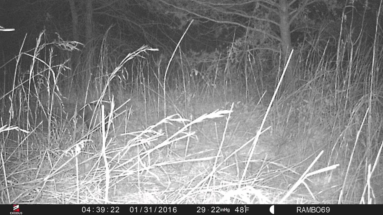 EXODUS LIFT TRAIL CAMERA AT NIGHT YouTube