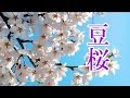 豆桜    城之内早苗 COVER