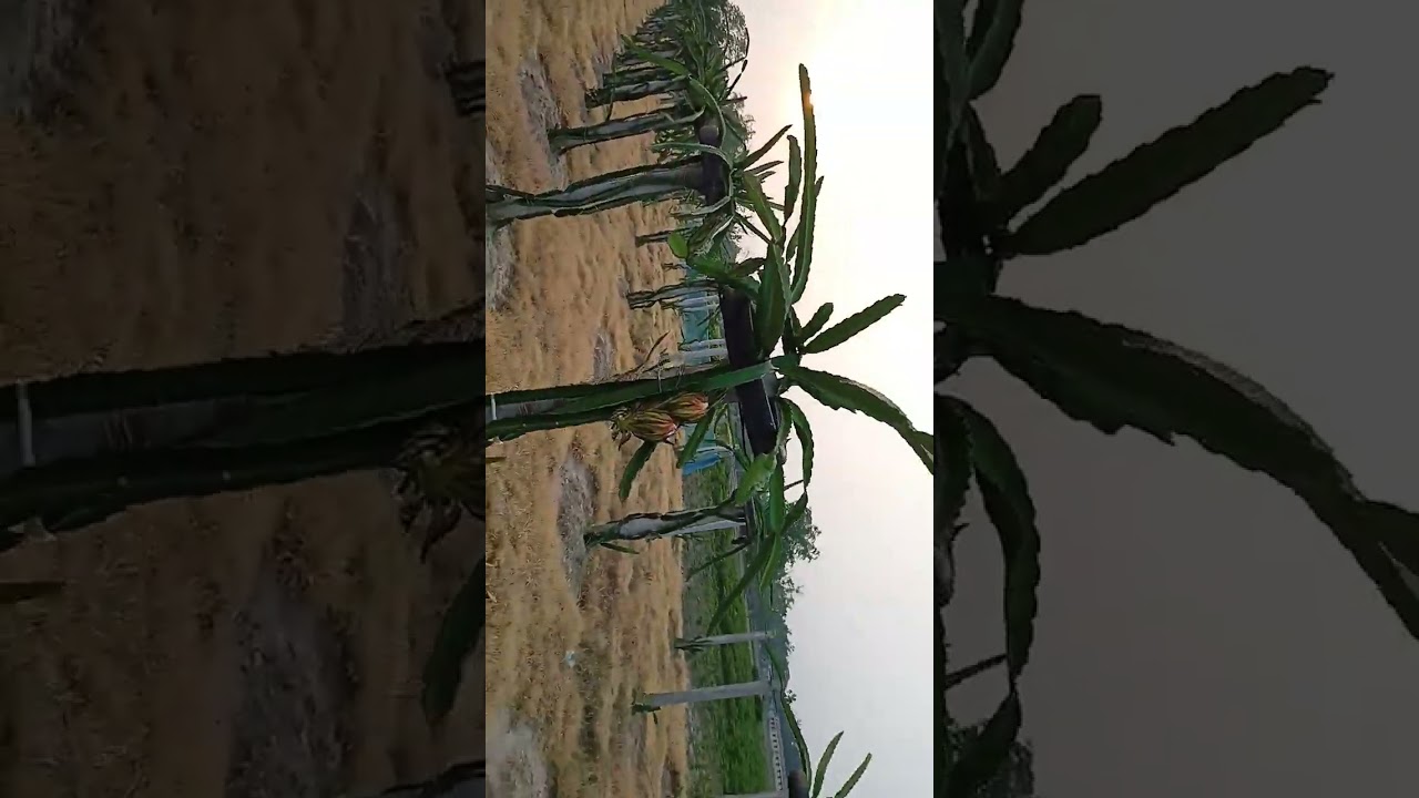 Dragon fruit Flowering in my farm/Flower blooming/Green leaf Agro Farm