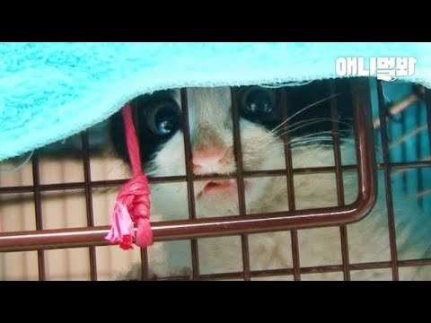 ☆ㅣWe Never Rescued Such A <strong>Cutie</strong> Kitten Before