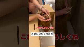 お家に初めて来た日、高速尻尾フリフリで喜ぶ犬 #トイプードル #子犬 #犬 #いぬ #かわいい