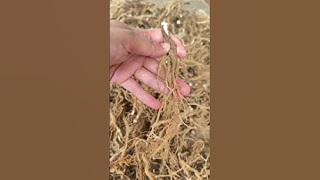 Rễ cây Bồ công anh và công dụng #caythuocnam #thuocnamdantocmuong