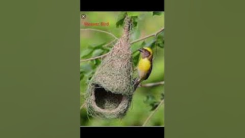 Class 4th evs(ch 16 where animals live)birds and their nest,land animal which live underground