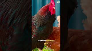 🐔 Healthy hens = Double production! 🥚 #veterinarycare #farming #poultryfarming #poultrybusiness