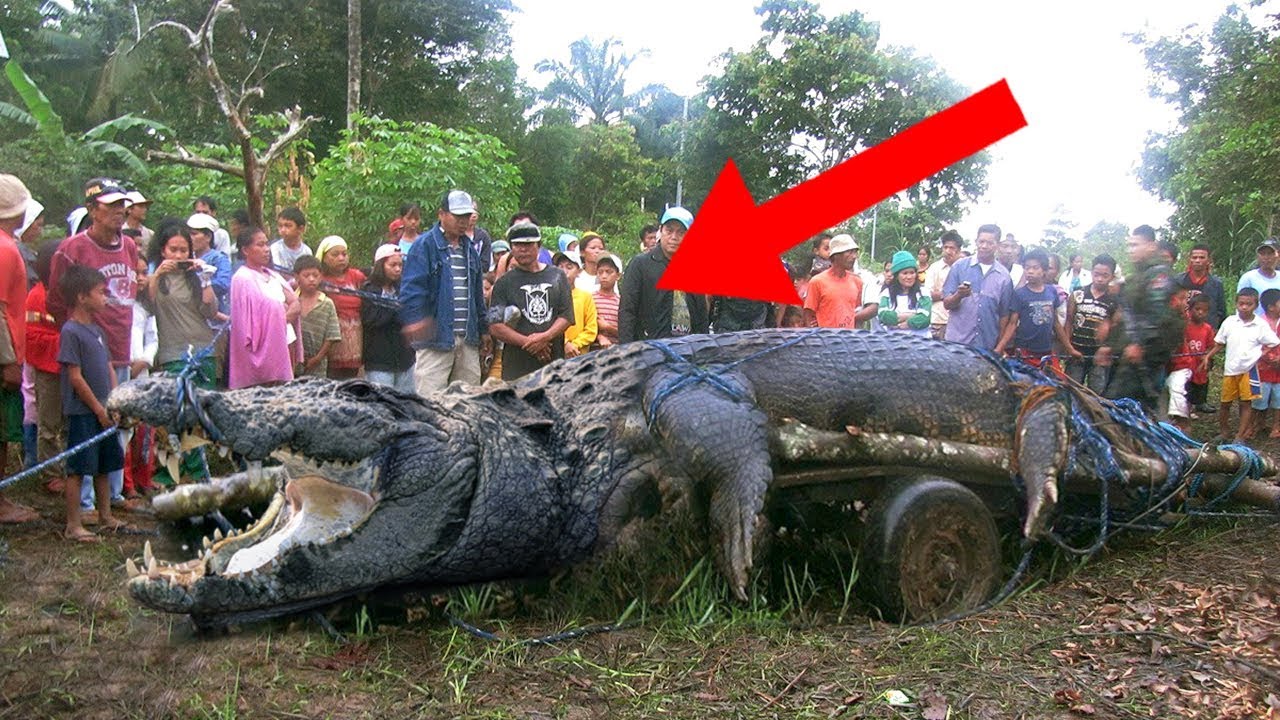 8 LARGEST Animals On The YouTube