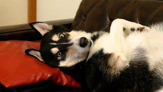 富士丸な日々「富士丸チャチャチャ」