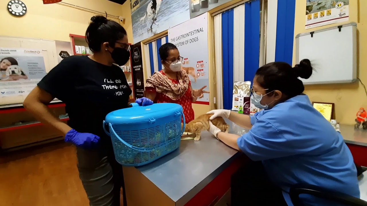 Kolkata biggest pets shop. Most hygienic store. Ballygunge, Salt Lake