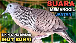 Perkutut Lokal Gacor Suara Besar Pancingan Burung Perkutut Agar Cepat Bunyi.