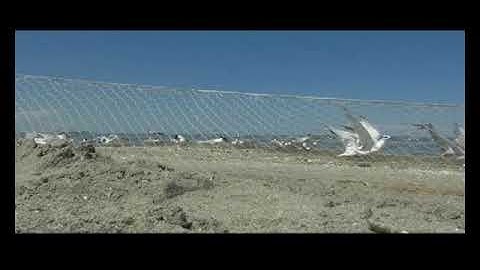 whoosh net 03